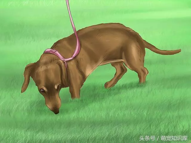 二分鐘告訴你:如何訓練狗狗到固定地方大小便!