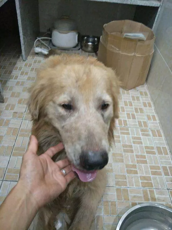 可憐大金毛被主人遺棄,在路邊不知何去何從,男孩回家後紅了眼眶