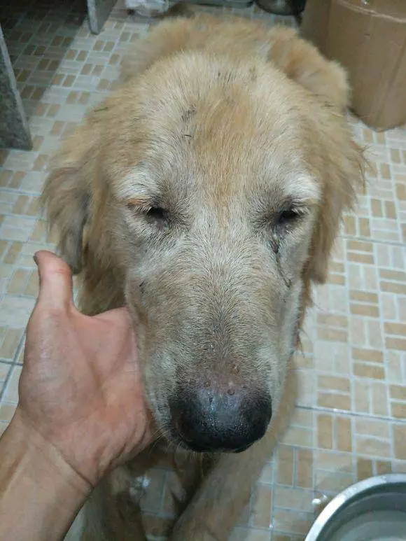 可憐大金毛被主人遺棄,在路邊不知何去何從,男孩回家後紅了眼眶