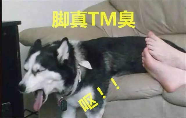 二哈剪指甲,嚇到哭爹喊娘,看清後:早說啊,還以為打針