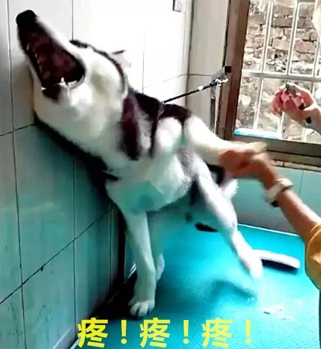 二哈剪指甲,嚇到哭爹喊娘,看清後:早說啊,還以為打針