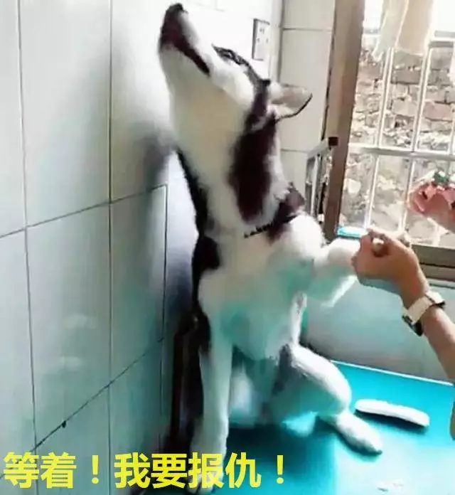 二哈剪指甲,嚇到哭爹喊娘,看清後:早說啊,還以為打針