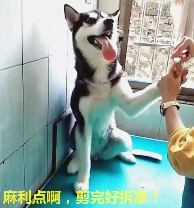 二哈剪指甲,嚇到哭爹喊娘,看清後:早說啊,還以為打針