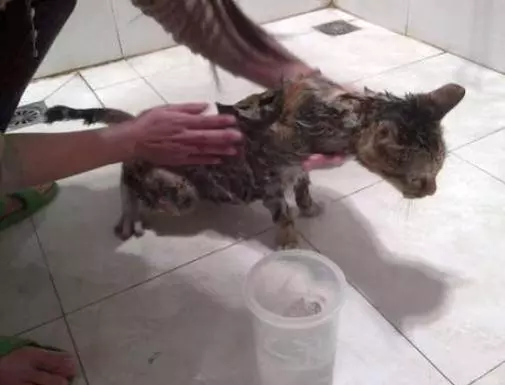 一隻快死的流浪貓,洗完澡後被朋友認出是名貓