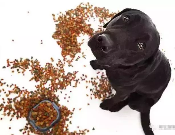 讓狗狗長壽的6大好習慣,你做對了嗎?