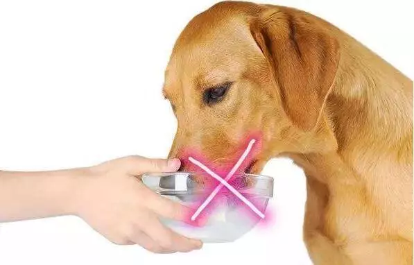 讓狗狗長壽的6大好習慣,你做對了嗎?