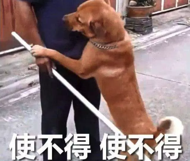 這群狗狗做錯了什麼,為什麼要把它們掛牌示眾?