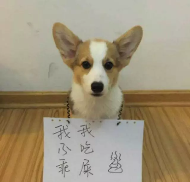 這群狗狗做錯了什麼,為什麼要把它們掛牌示眾?