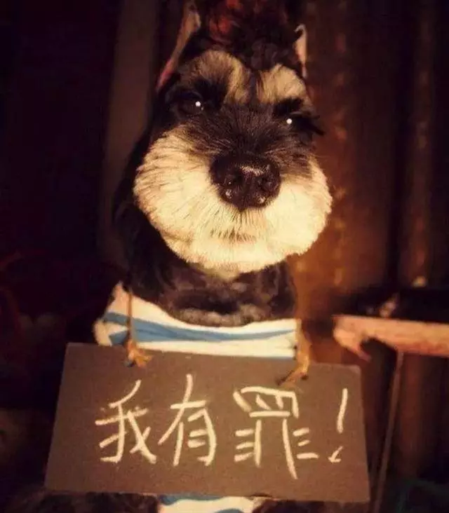 這群狗狗做錯了什麼,為什麼要把它們掛牌示眾?
