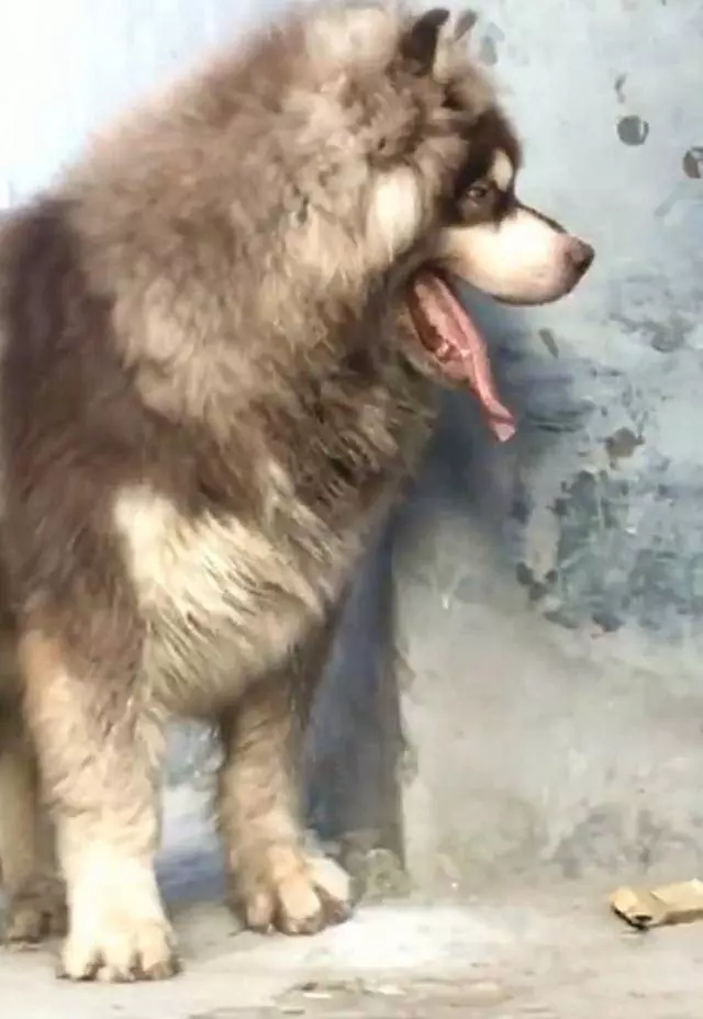 巨型阿拉跟主人玩躲貓貓,站牆角伸頭看主人,這傻樣也是沒誰了……
