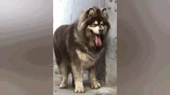 巨型阿拉跟主人玩躲貓貓,站牆角伸頭看主人,這傻樣也是沒誰了……