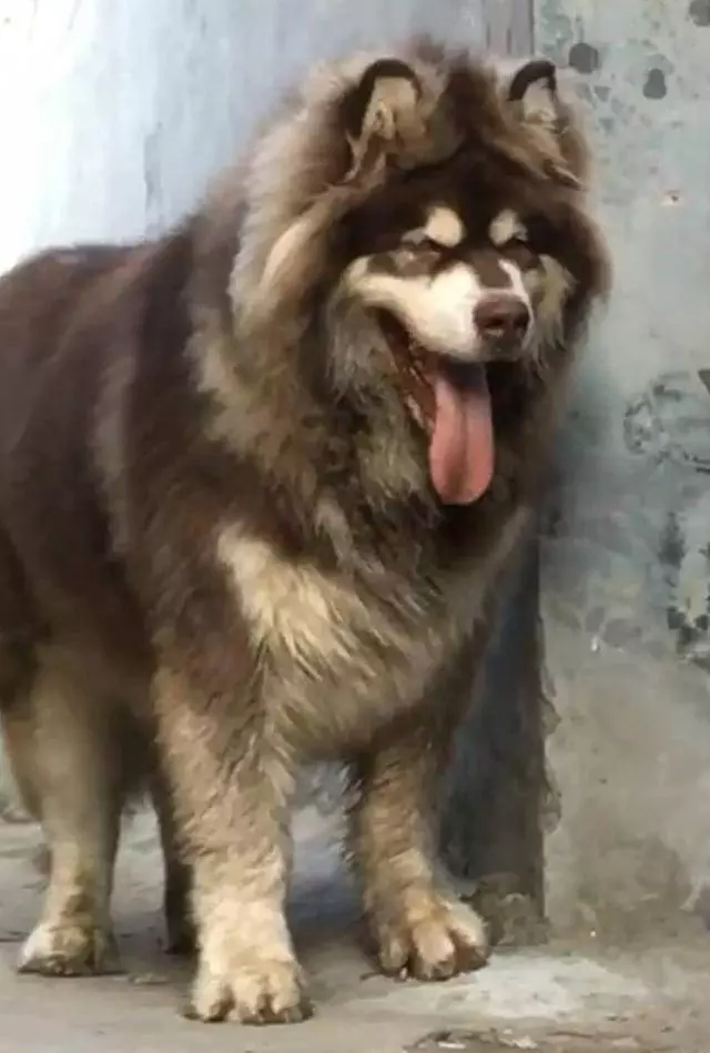 巨型阿拉跟主人玩躲貓貓,站牆角伸頭看主人,這傻樣也是沒誰了……