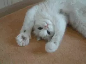 不撓你,那還能算是主子嗎?