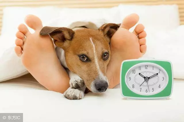 狗狗為什麼這樣睡?狗狗的6種睡姿看出與你的關係,你家是哪種?