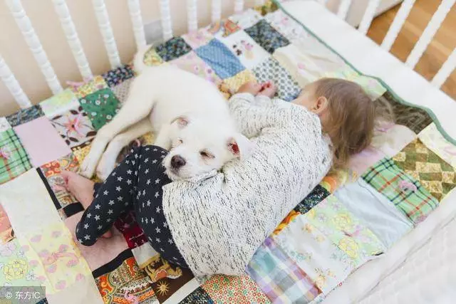 狗狗為什麼這樣睡?狗狗的6種睡姿看出與你的關係,你家是哪種?