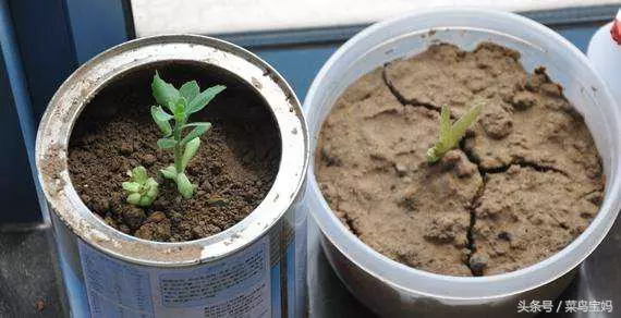 花盆的土變硬板結怎麼辦?只需一招不用換土,花兒蹭蹭的長