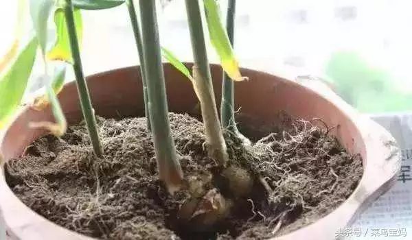 花盆的土變硬板結怎麼辦?只需一招不用換土,花兒蹭蹭的長