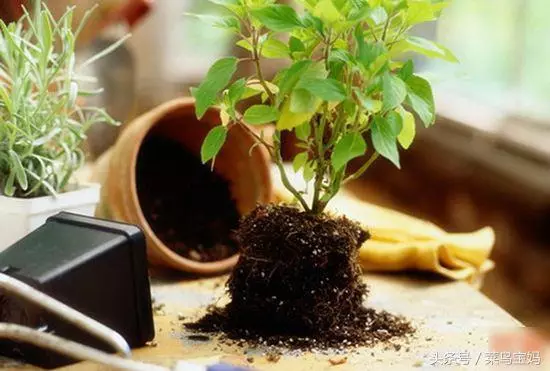 花盆的土變硬板結怎麼辦?只需一招不用換土,花兒蹭蹭的長
