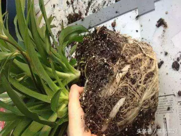 花盆的土變硬板結怎麼辦?只需一招不用換土,花兒蹭蹭的長