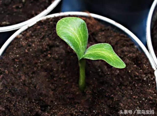 花盆的土變硬板結怎麼辦?只需一招不用換土,花兒蹭蹭的長