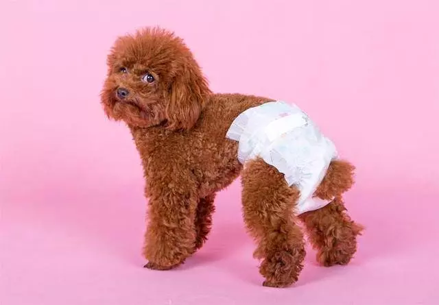 讓貴賓犬長壽的「5個好習慣」,你做對了幾個?