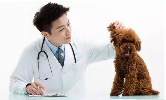 讓貴賓犬長壽的「5個好習慣」,你做對了幾個?