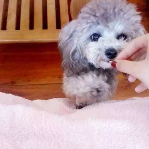 讓貴賓犬長壽的「5個好習慣」,你做對了幾個?