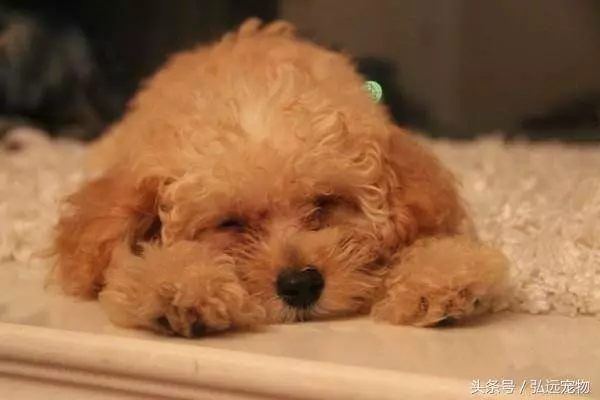 這些症狀在說明,你的貴賓正在老化了