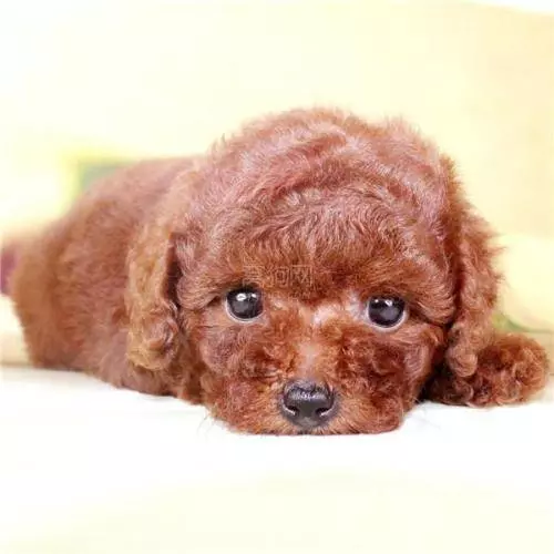 貴賓犬的5大異常舉動,告訴你「你忽視我了」