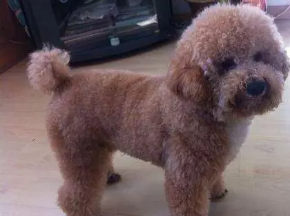 貴賓犬的5大異常舉動,告訴你「你忽視我了」