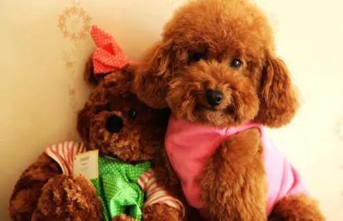 貴賓犬的5大異常舉動,告訴你「你忽視我了」