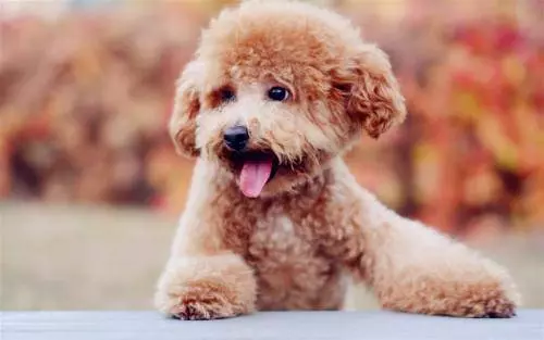 貴賓犬的5大異常舉動,告訴你「你忽視我了」