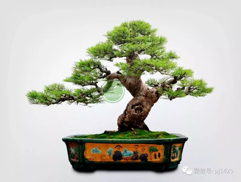 盆景與盆栽的區別,別再傻傻的分不清