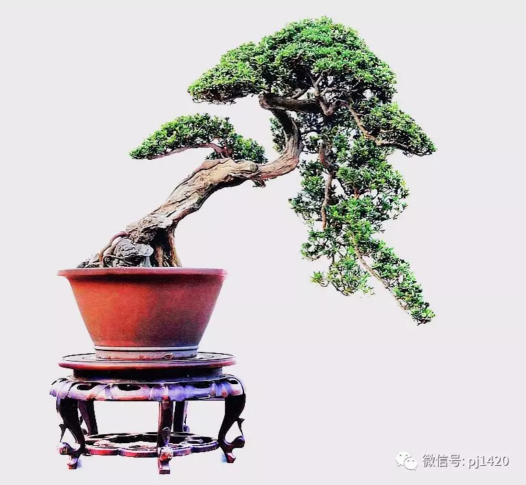 盆景與盆栽的區別,別再傻傻的分不清