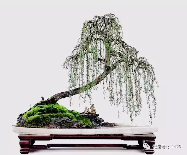 盆景與盆栽的區別,別再傻傻的分不清