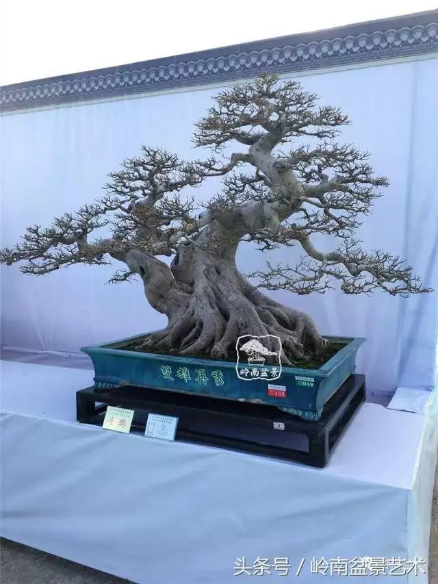 盆景的健康與價值,很大程度取決於根