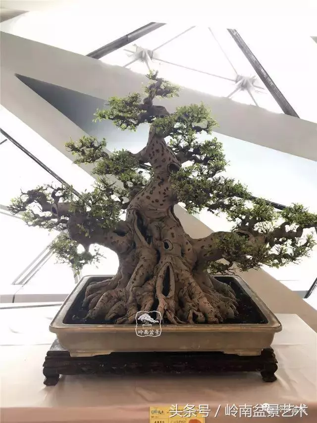 盆景的健康與價值,很大程度取決於根