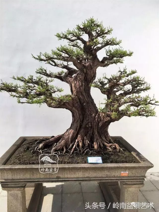 盆景的健康與價值,很大程度取決於根