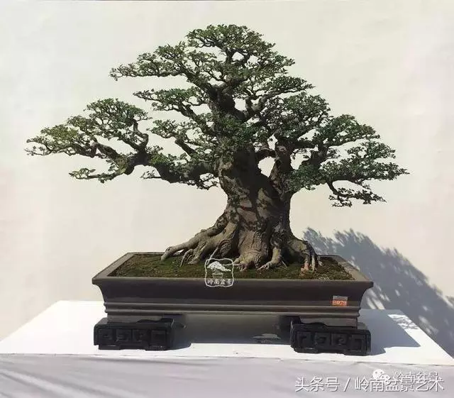 盆景的健康與價值,很大程度取決於根