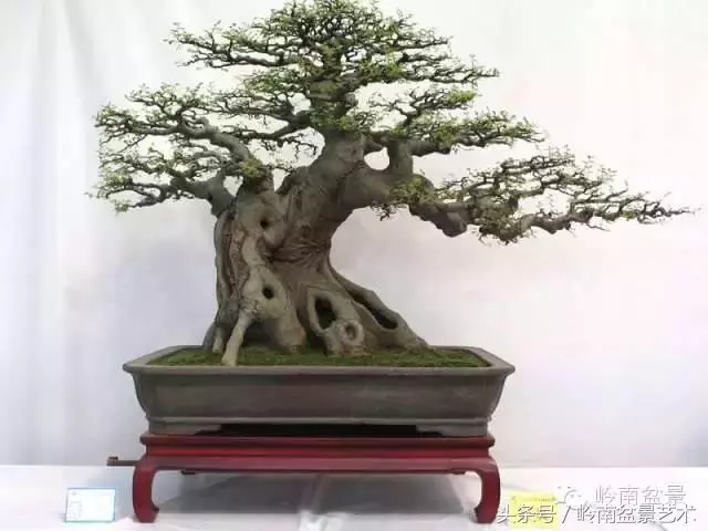 盆景的健康與價值,很大程度取決於根