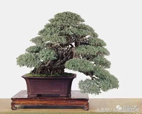 盆景的健康與價值,很大程度取決於根