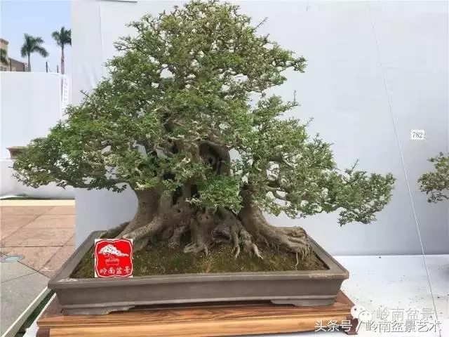 盆景的健康與價值,很大程度取決於根