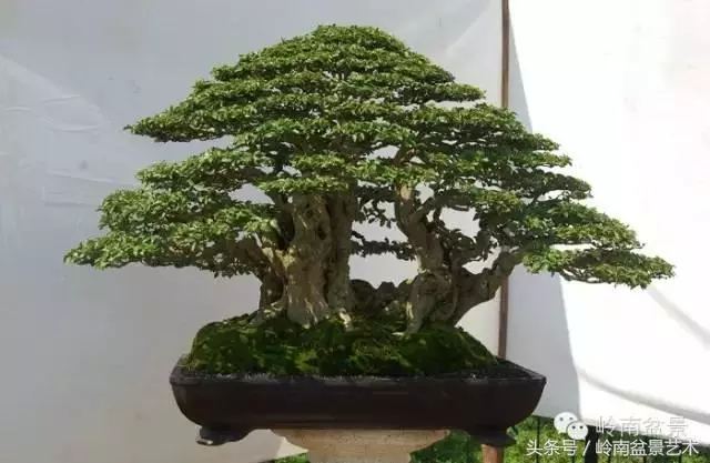 盆景的健康與價值,很大程度取決於根