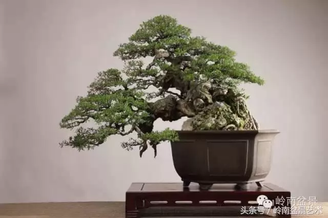 盆景的健康與價值,很大程度取決於根