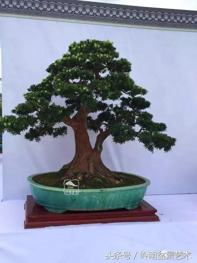 盆景的健康與價值,很大程度取決於根