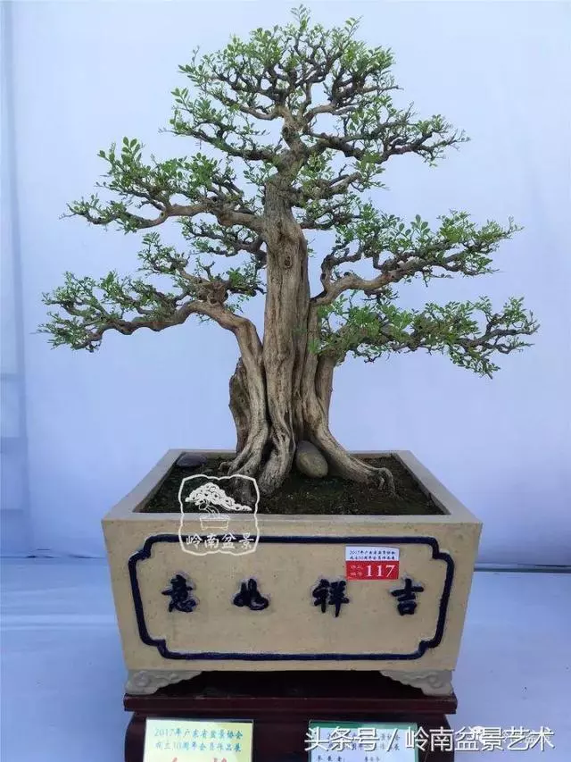 盆景的健康與價值,很大程度取決於根
