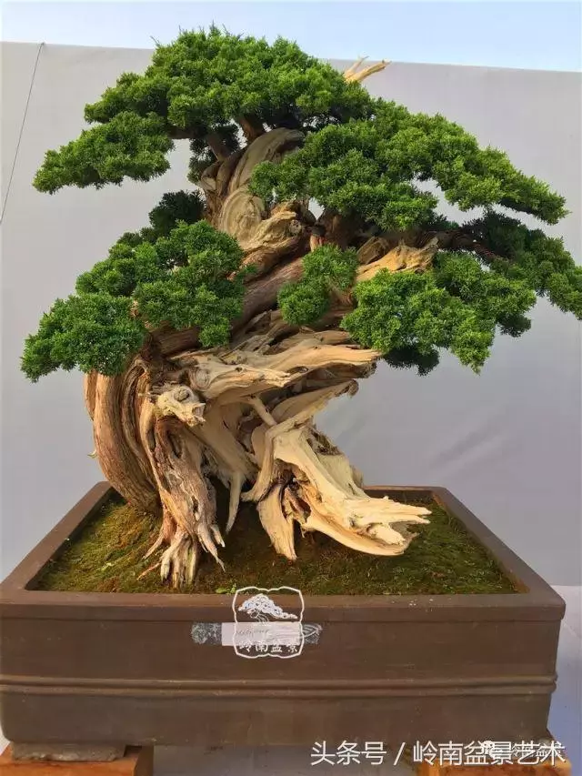 盆景的健康與價值,很大程度取決於根