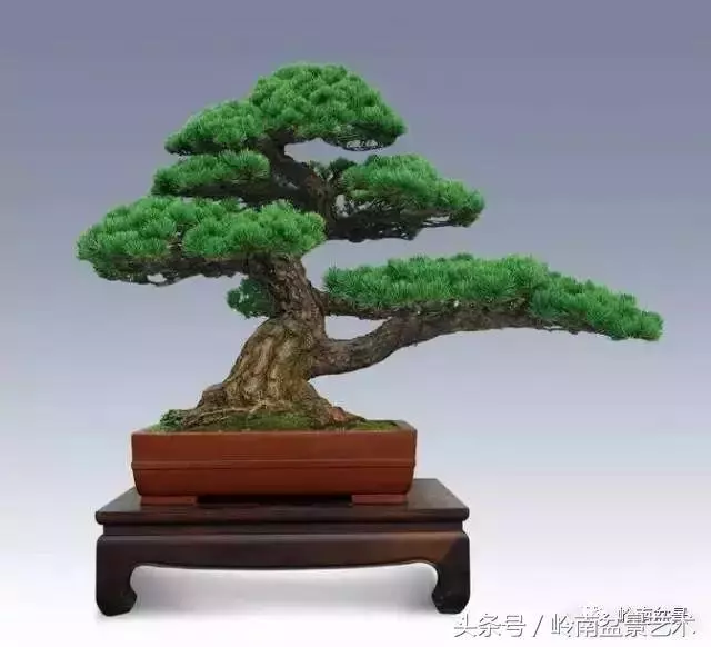 盆景的健康與價值,很大程度取決於根