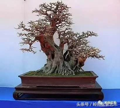 盆景的健康與價值,很大程度取決於根