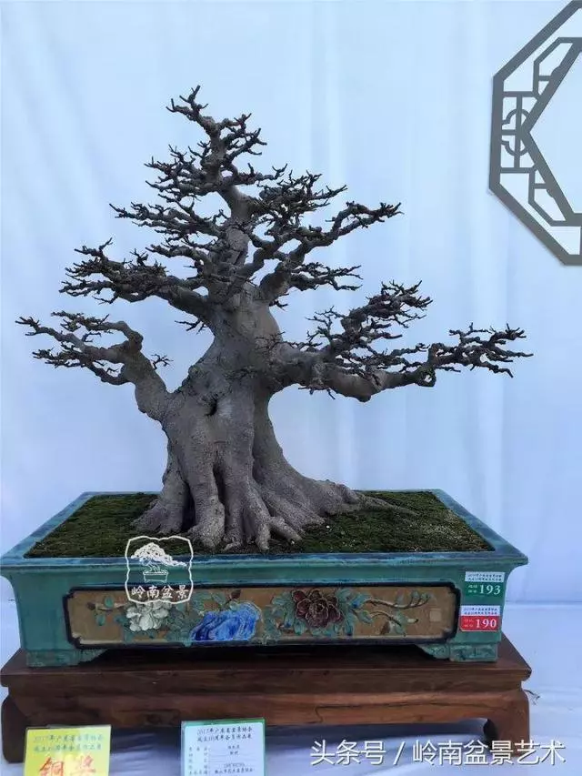 盆景的健康與價值,很大程度取決於根